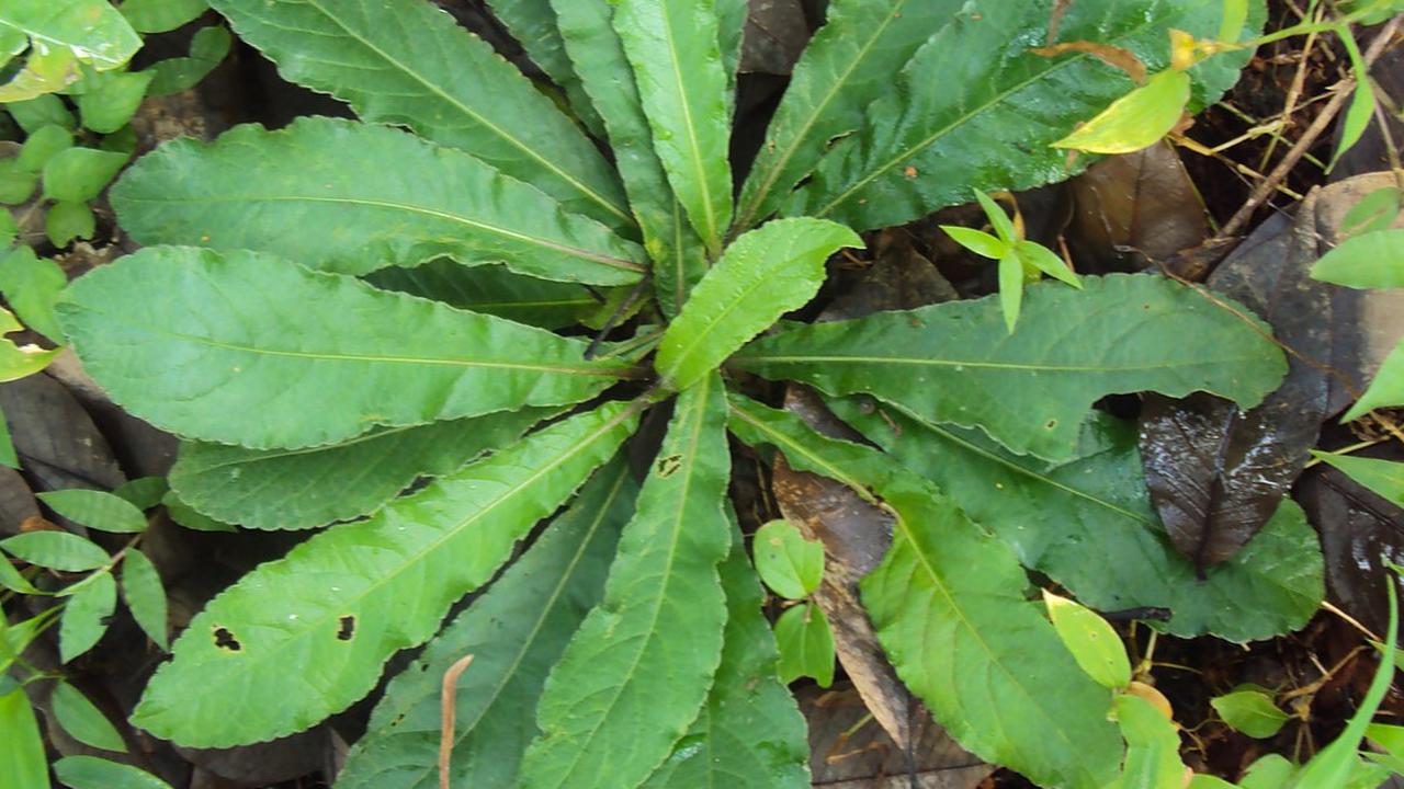 tapak liman