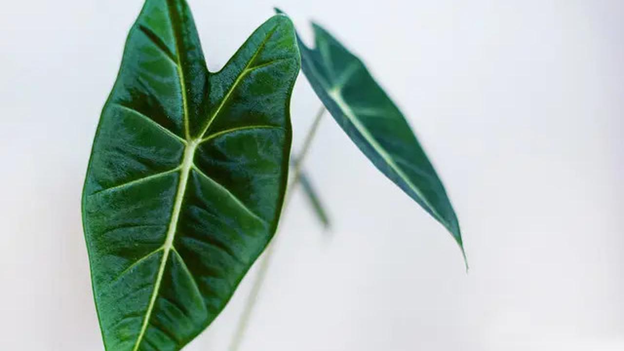 8 Tanaman Hias Daun Cantik yang Bisa Membuat Taman Rumah Lebih Segar