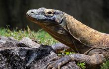 Cara Mengusir Biawak yang Masuk ke Rumah, Dijamin Auto Kabur