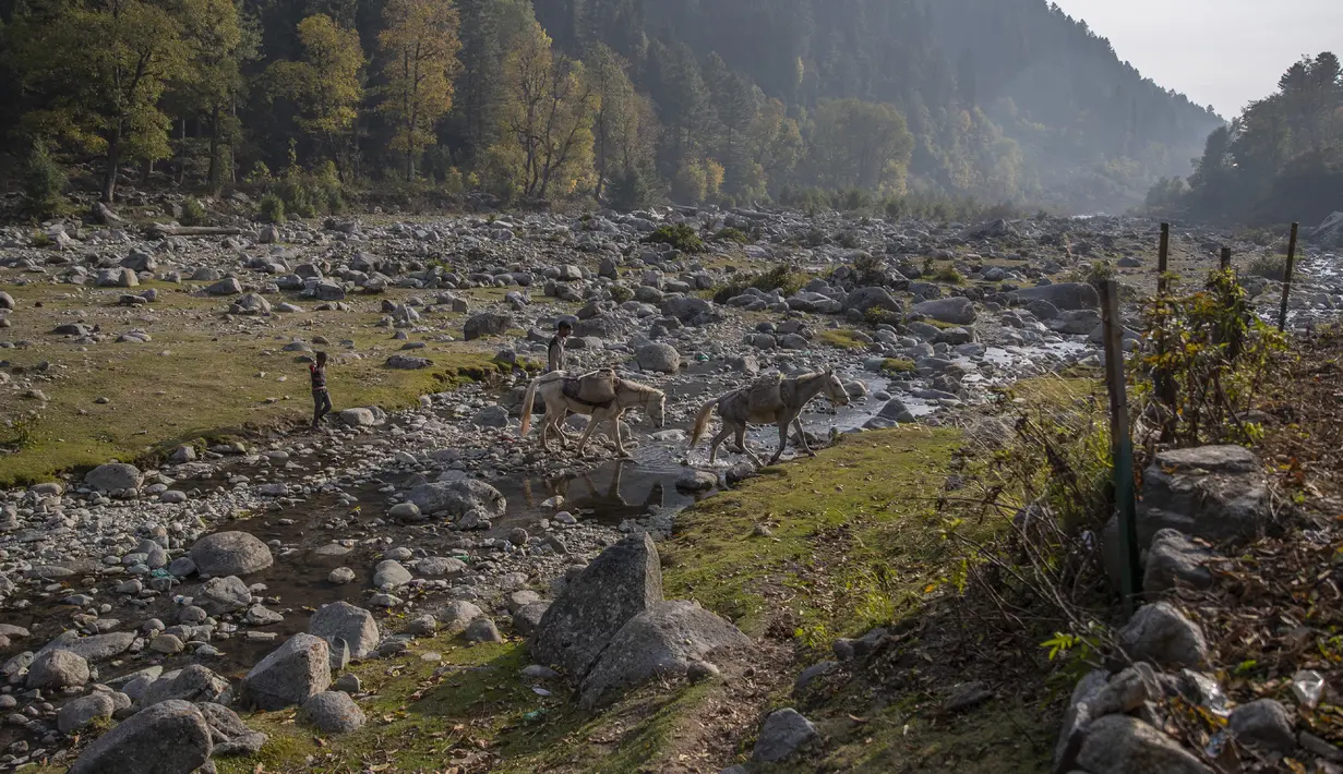 Seorang pria Kashmir bersama putranya berjalan pulang membawa pasir yang dikumpulkan dari sungai di atas punggung kuda di Naranag, tujuan wisata di utara Srinagar, Kashmir yang dikuasai India (31/10/2021). (AP Photo/Dar Yasin)