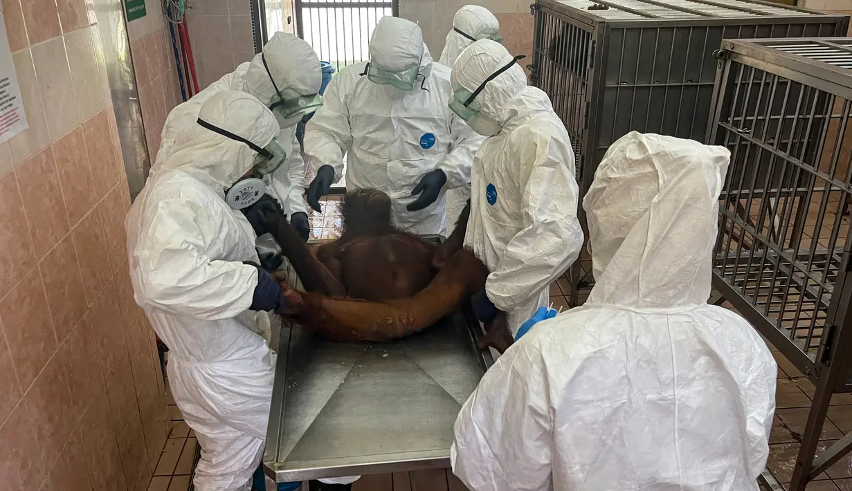 Foto yang dirilis 12 September 2021 menunjukkan seorang dokter hewan mengenakan APD saat tes swab pada orang utan di Pusat Rehabilitasi Orang Utan Sepilok di Malaysia. Tes dilakukan pada 30 orang utan untuk melindungi populasinya yang semakin terancam. (HO/MALAYSIA'S SABAH WILDLIFE DEPARTMENT/AFP)
