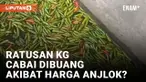 Ratusan Kilo Cabai Berserakan di Parit, Diduga Dibuang Secara Sengaja