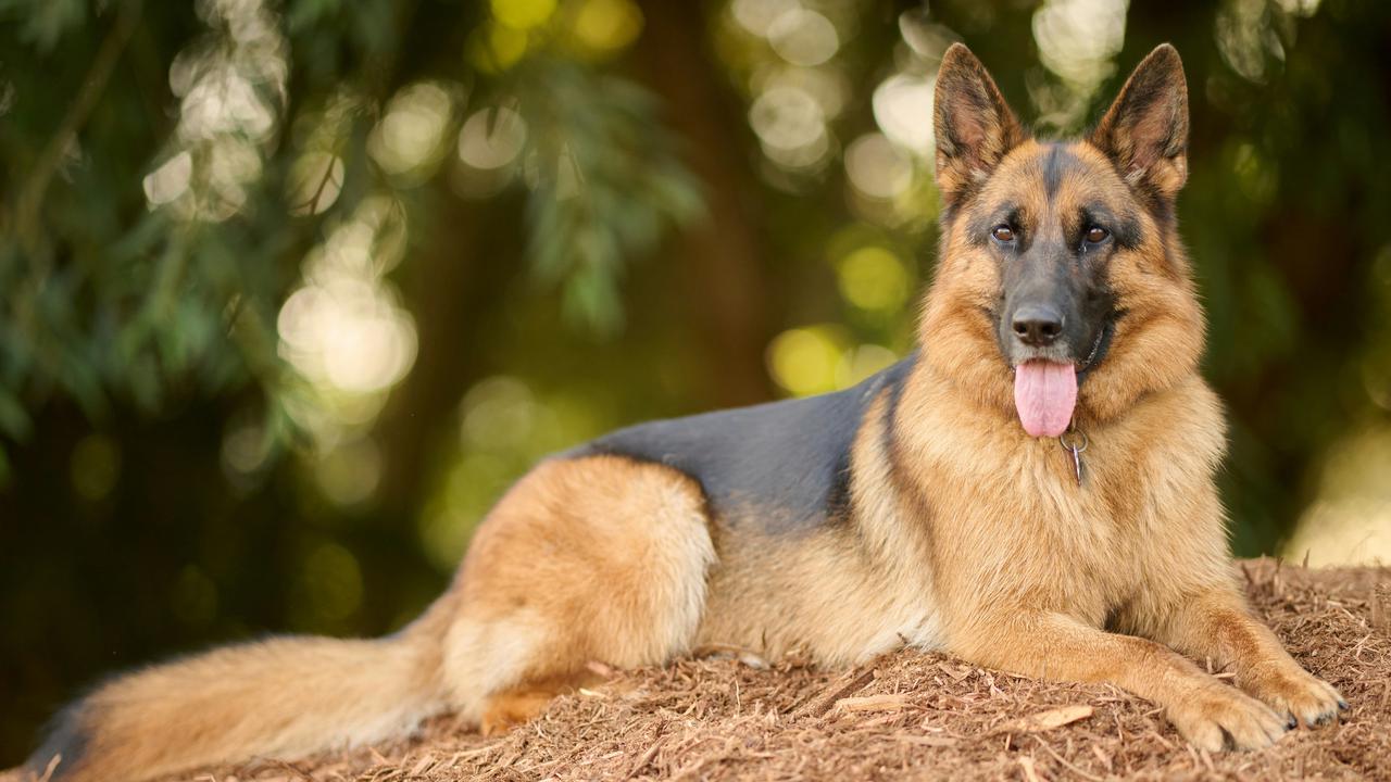 German Shepherd: 5 Unique Facts About This Intelligent and Loyal Dog