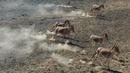 Foto dari udara yang diabadikan pada 4 Juni 2020 ini menunjukkan kawanan onager, spesies dari keluarga kuda asal Asia, berlari di Cagar Alam Kalamayli, Daerah Otonom Uighur Xinjiang, China barat laut. (Xinhua/Ding Lei)