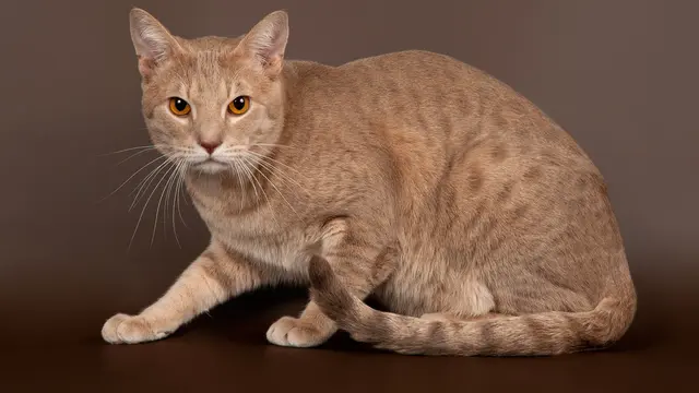 10 Jenis Kucing yang Mirip Anjing, Perhatikan Bentuk Fisiknya