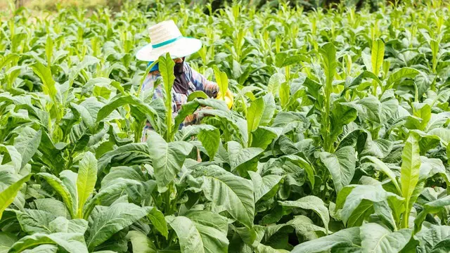 Derita Petani Tembakau Akibat Kenaikan Harga Rokok