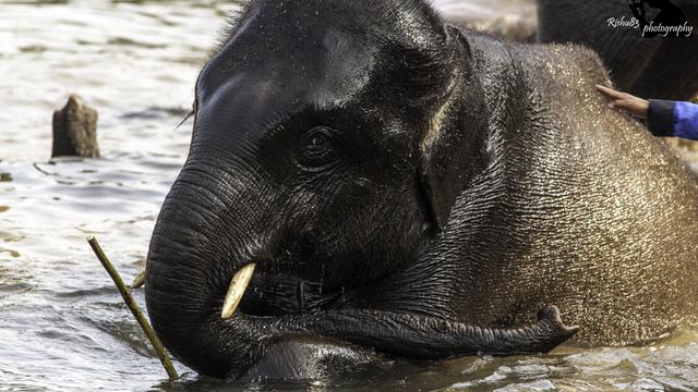 Dubare Elephant Camp