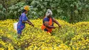 Petani memanen bunga krisan dari sebuah ladang di pinggiran Bangalore (5/10/2021). Kota Bangalore ini disebut "Kota Taman" karena taman-taman, bunga, dan pepohonannya yang indah. (AFP/Manjunathm Kiran)