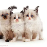 Karena kelucuannya, gak salah memang kucing selalu jadi hewan peliharaan banyak orang.