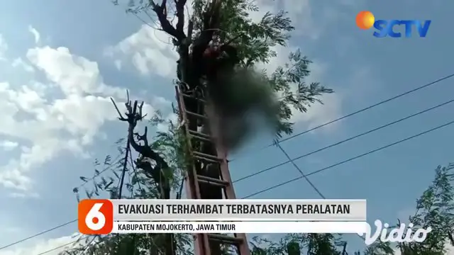 Sabtu sore (03/4) seorang warga Desa Jiyu, Kabupaten Mojokerto, Jawa Timur, tewas akibat tersengat listrik saat memotong pohon setinggi puluhan meter.