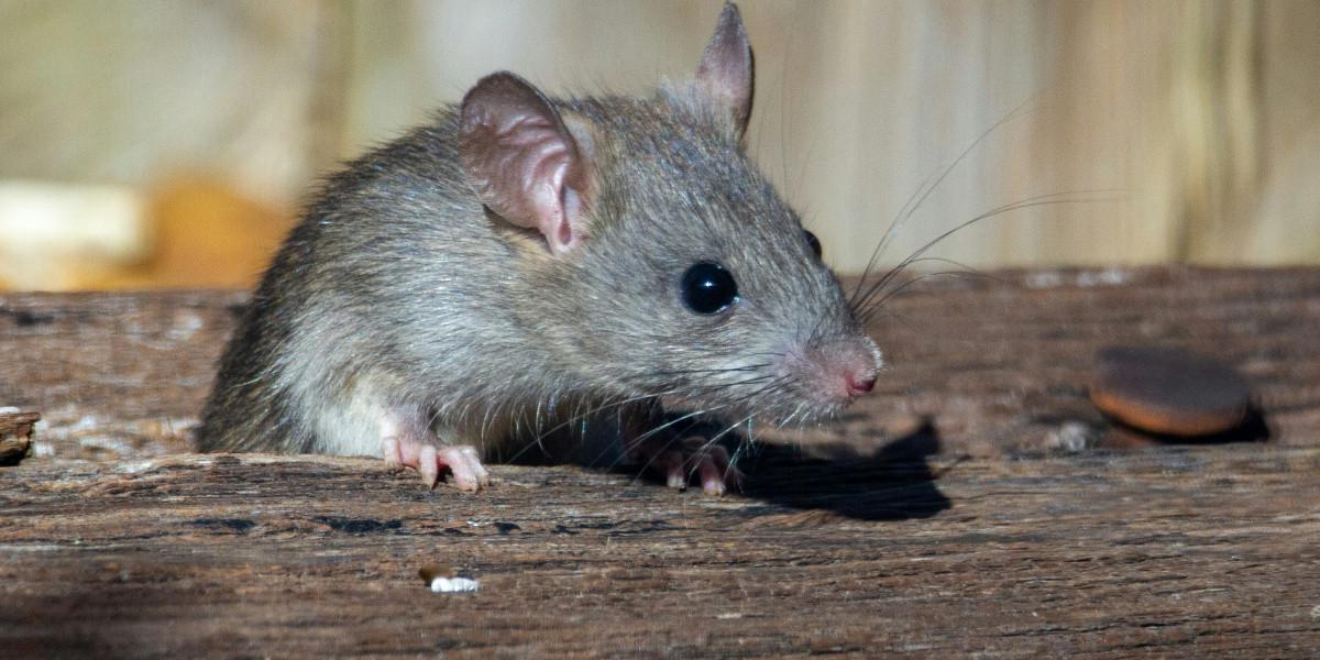 Ilustrasi Tikus