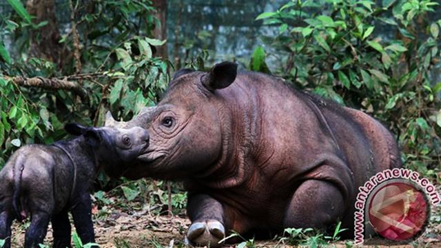 Dikira Punah Spesies Badak Sumatera Ditemukan Di Kalimantan
