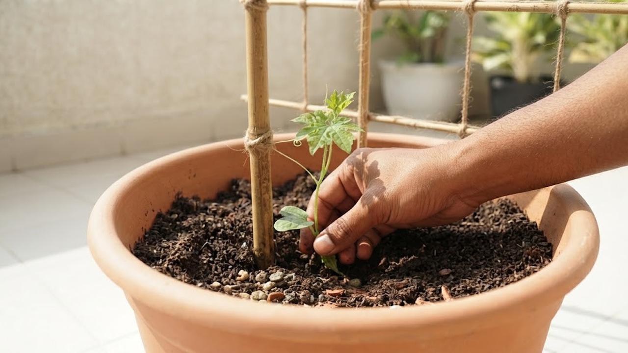Cara Menanam Pare Rambat di Teras Rumah