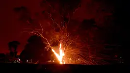 Sebuah pohon terbakar akibat kebakaran hutan di sekitar kota Nowra, negara bagian New South Wales, Australia, Selasa (31/12/2019). Kebakaran hutan ini diketahui telah menghanguskan ratusan rumah warga. (AFP/Saeed Khan)