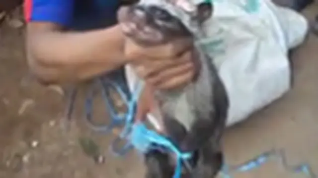 Musang Penganggu Berhasil Ditangkap