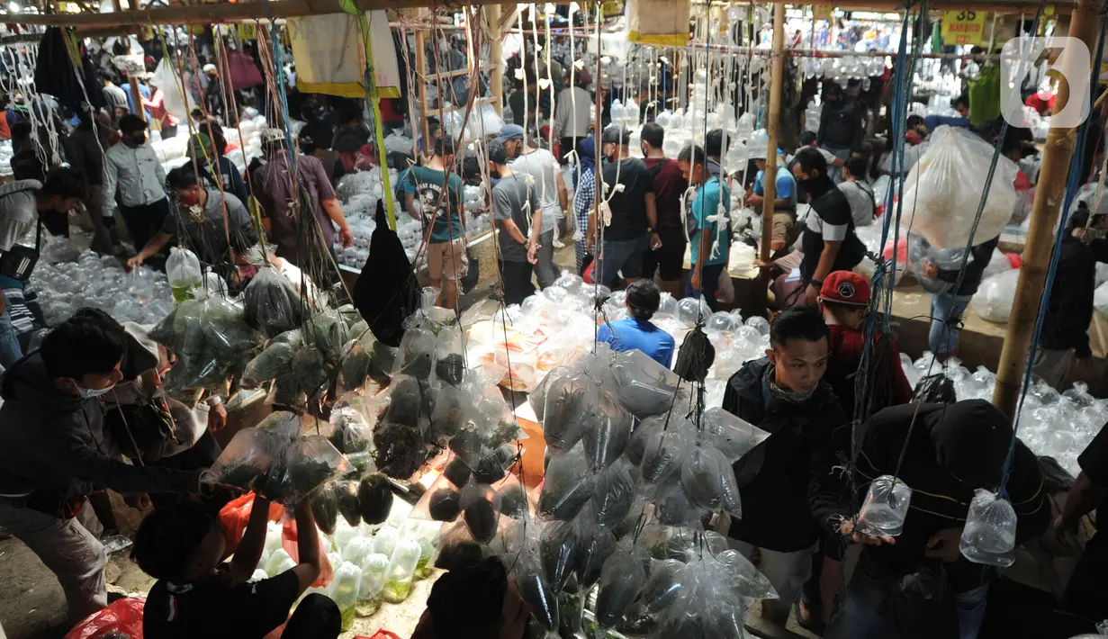 Pengunjung berdesakan pada salah satu kios di Pasar Ikan hias Parung, Bogor, Senin (27/7/2020). Pasar ikan hias yang buka pada setiap hari Senin, Kamis, dan Sabtu ini sama sekali tidak menerapkan  protokol kesatan guna mencegah penyebaran covid-19. (merdeka.com/Arie Basuki)