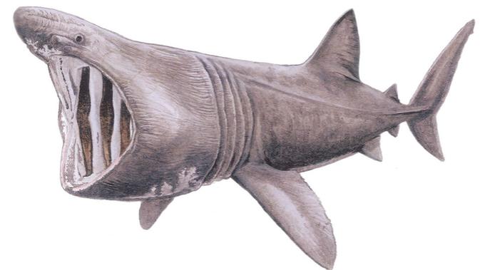 Ilustrasi Basking Shark atau Hiu Penjemur (Shark Research Institute)