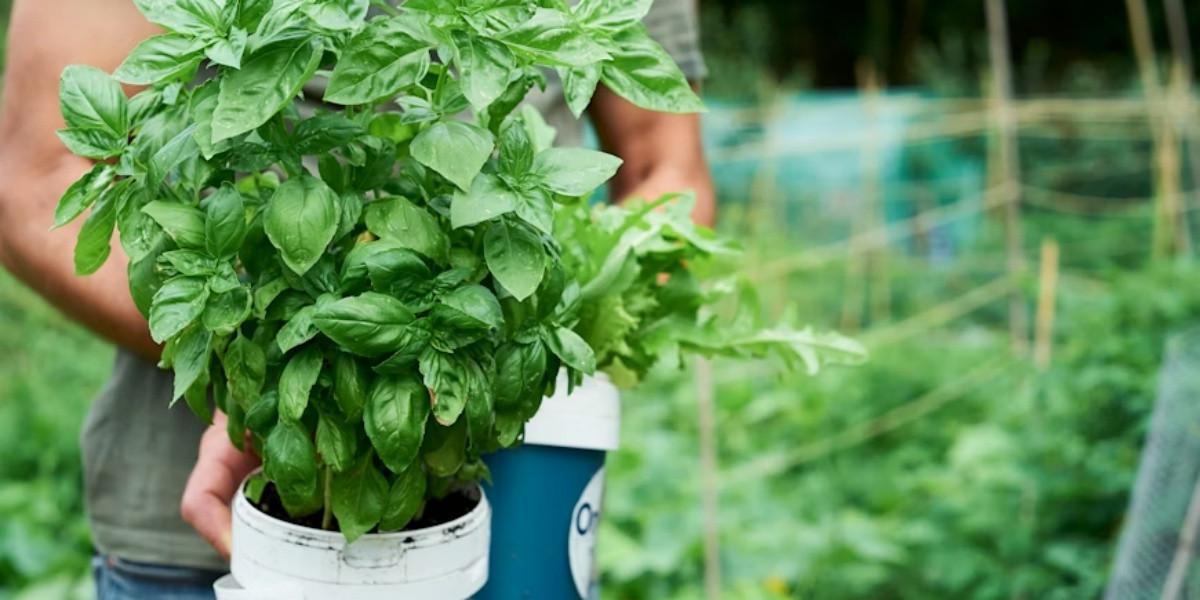 7 Tanaman Dapur Cepat Panen untuk Kebun Mini, Hemat Belanja Harian