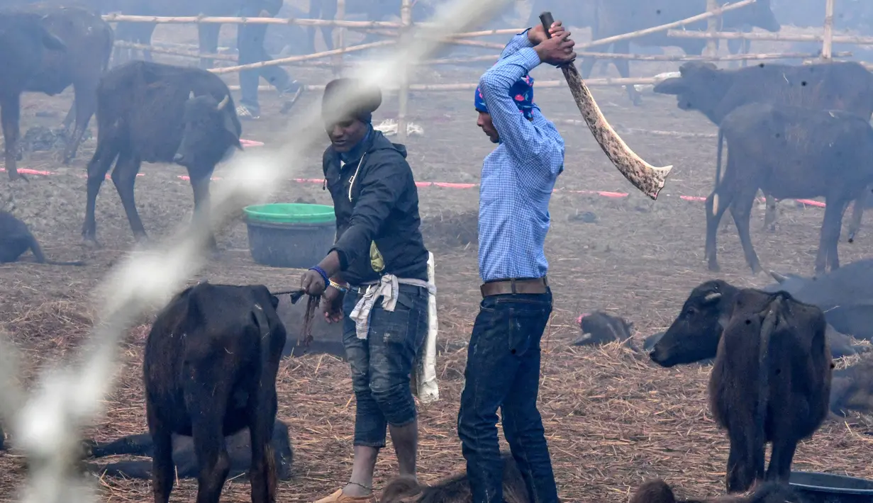 Seorang umat Hindu mengayunkan parang saat ingin memenggal seekor kerbau dalam Festival Gadhimai di Bariyarpur, 160 km dari Kathmandu, Nepal (3/12/2019). (AFP/Prakash Mathema)