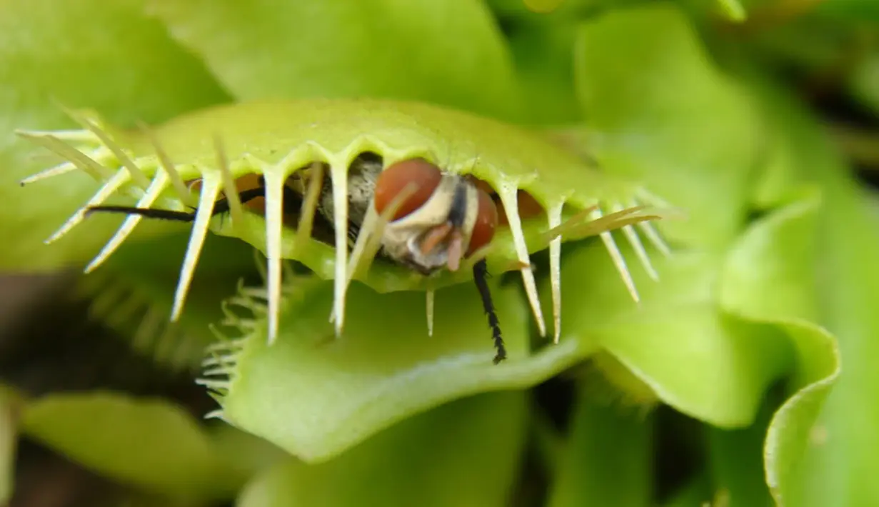 Dionaea Muscipula, lebih dikenal sebagai Penangkap Lalat Venus. Permukaan bagian dalamnya mengandung pigmen merah yang mengeluarkan lendir untuk menarik lalat mendekatinya. (www.greenculturesg.com)