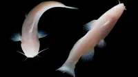 Ikan lele tanpa mata atau blindcat fish yang ditemukan di sebuah gua di Texas (Danté Fenolio)