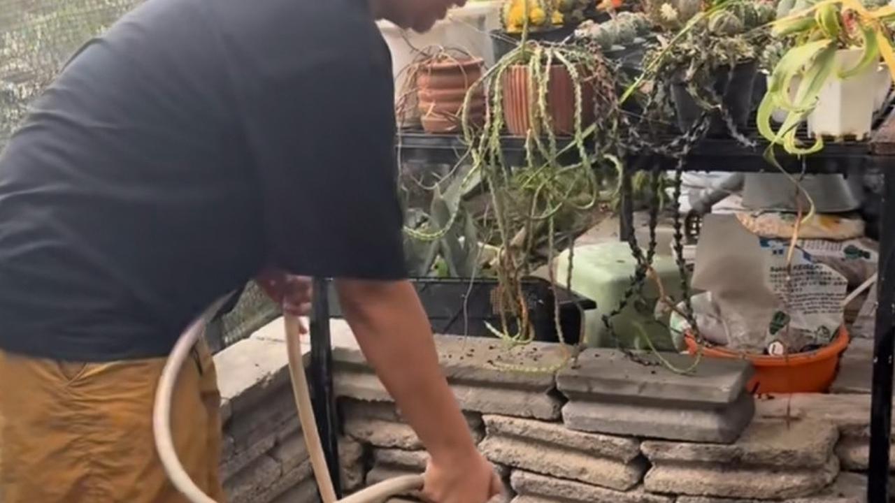 Momen Soimah Ngomel ke Kura-kura Sampai Hewan Peliharaannya Diminta Ngekost Bikin Ngakak