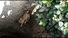 Menggunakan tali, para petugas turun ke dalam sumur untuk menyelamatkan anak singa yang jatuh ke sumur.