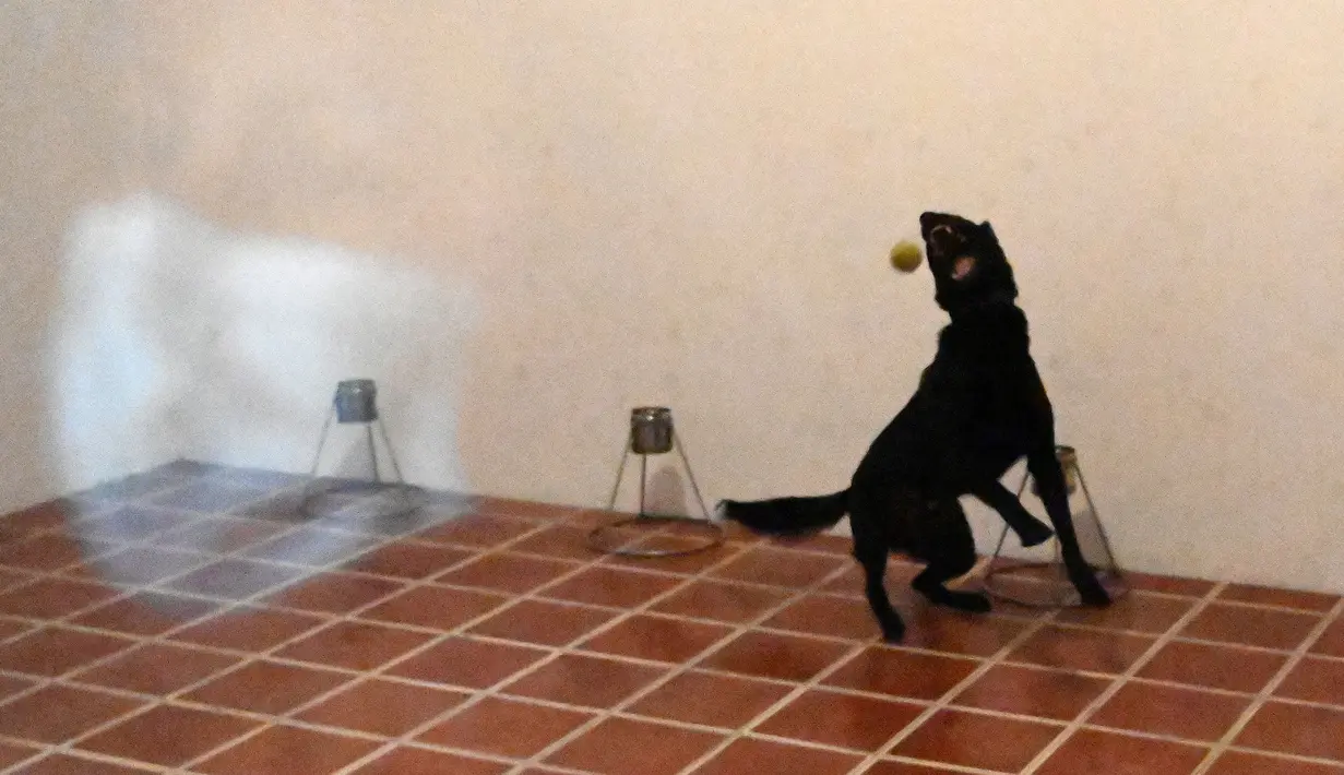 Anjing pelacak Diamond mengikuti pelatihan untuk mendeteksi COVID-19 di Bandara Internasional San Oscar Romero, di San Luis Talpa, Senin (19/4/2021). Presiden El Salvador mengumumkan negara itu akan memiliki anjing yang dilatih untuk mendeteksi orang yang terinfeksi covid-19. (MARVIN RECINOS/AFP)