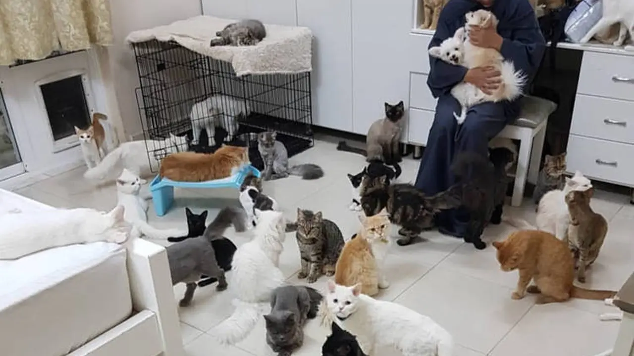 Maryam al-Balushi, seorang penyayang binatang dari Muskat, Oman, berbagi rumahnya dengan 480 kucing dan 12 anjing. (Twitter / @MeshariGhamdi)