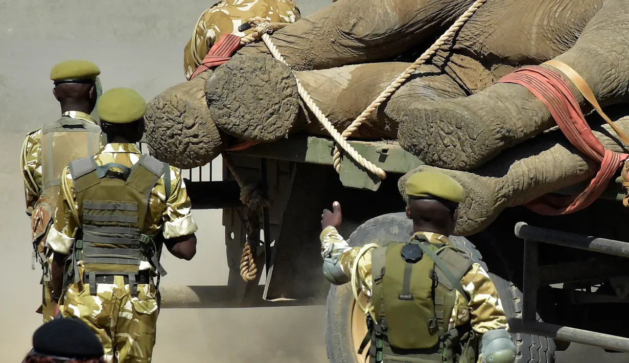 Petugas Kenya Wildlife Service (KWS) mengawal relokasi puluhan gajah di Lamuria, Nyeri, Kenya, Rabu (21/2). (AFP PHOTO/SIMON MAINA)