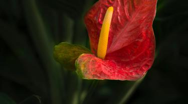 Mengenal 6 Jenis Anthurium Yang Indah Dan Populer Salah Satunya Bunga Gelombang Cinta Lifestyle Fimela Com