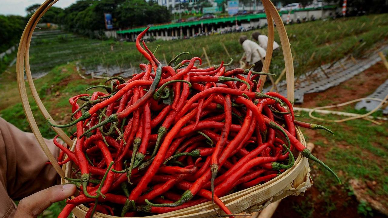 Cara Menyimpan Cabai agar Tetap Segar Hingga 2 Minggu, Tanpa Menggunakan Bawang Putih