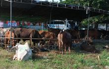 Peruri Salurkan 11 Hewan Kurban untuk Masyarakat Pada Iduladha 1447 H