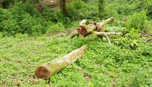 Pembalakan pohon di hutan Blok Cangkuang Gunung Salak, Kecamatan Cidahu, Kabupaten Sukabumi. (Dok. Istimewa)