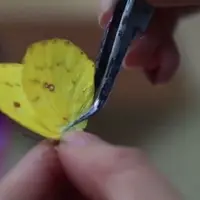 Seniman ini membuat sebuah karya seni dari sayap kupu-kupu. (Sumber Foto: kapanlagi.com)