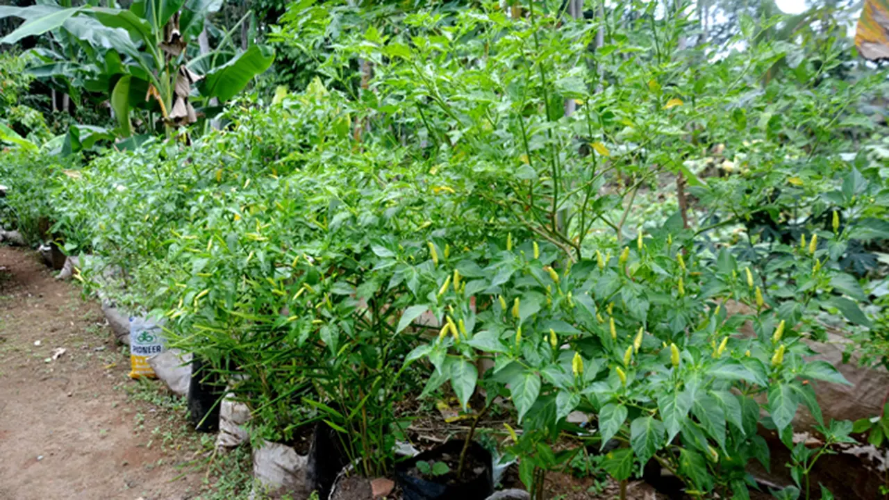 Cabe Mahal, Ini 5 Cara yang Bisa Jadi Solusinya