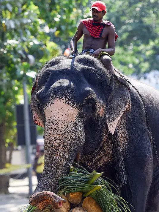 Seekor gajah mengangkut kayu jelang festival Perahera di Kuil Gangaramaya di Kolombo, Sri Lanka (18/2).  Prosesi Navam Budha dalam festival Perahera tersebut berlangsung 18-19 Februari. (AFP Photo/Ishara S. Kodikara)