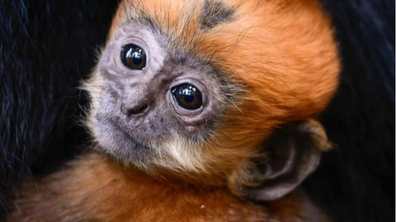 Menyambut Kelahiran Bayi Langur Langka Warna Emas, Mirip Kera Sakti