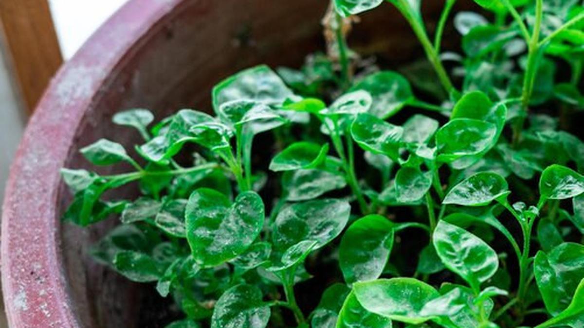 Cara Menanam Bayam dari Batang, Rahasia Panen Cepat Tanpa Benih
