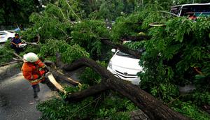 Ilustrasi pohon tumbang di Jakarta (Istimewa)