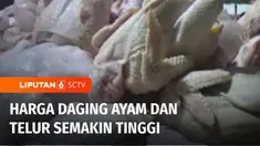 Naiknya harga daging ayam masih dibarengi dengan tingginya harga telur ayam di pasaran. Di Semarang, Jawa Tengah, harga telur ayam masih berkisar Rp 32.000 hingga Rp 33.000 per kilogram.