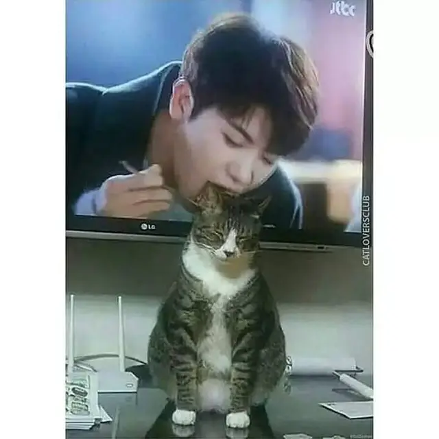 8 Potret Kocak Kucing di Depan TV, Ada yang Tirukan Pose Kartun