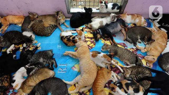 Mengunjungi Rumah Singgah Ribuan Kucing Terlantar di Parung