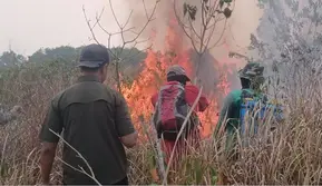 Way Kambas Kebakaran Lagi, Habitat Gajah Terancam