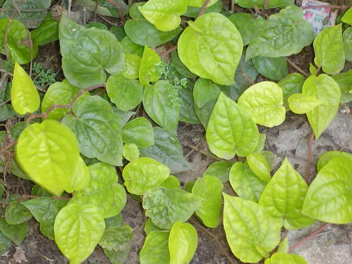 10 Manfaat Daun Sirih untuk Wajah, Solusi Alami Atasi Masalah Kulit