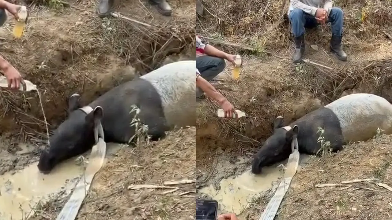 Tapir Terjebak di Parit Perkebunan Sawit Mesuji, Diduga Keluar Hutan untuk Cari Air