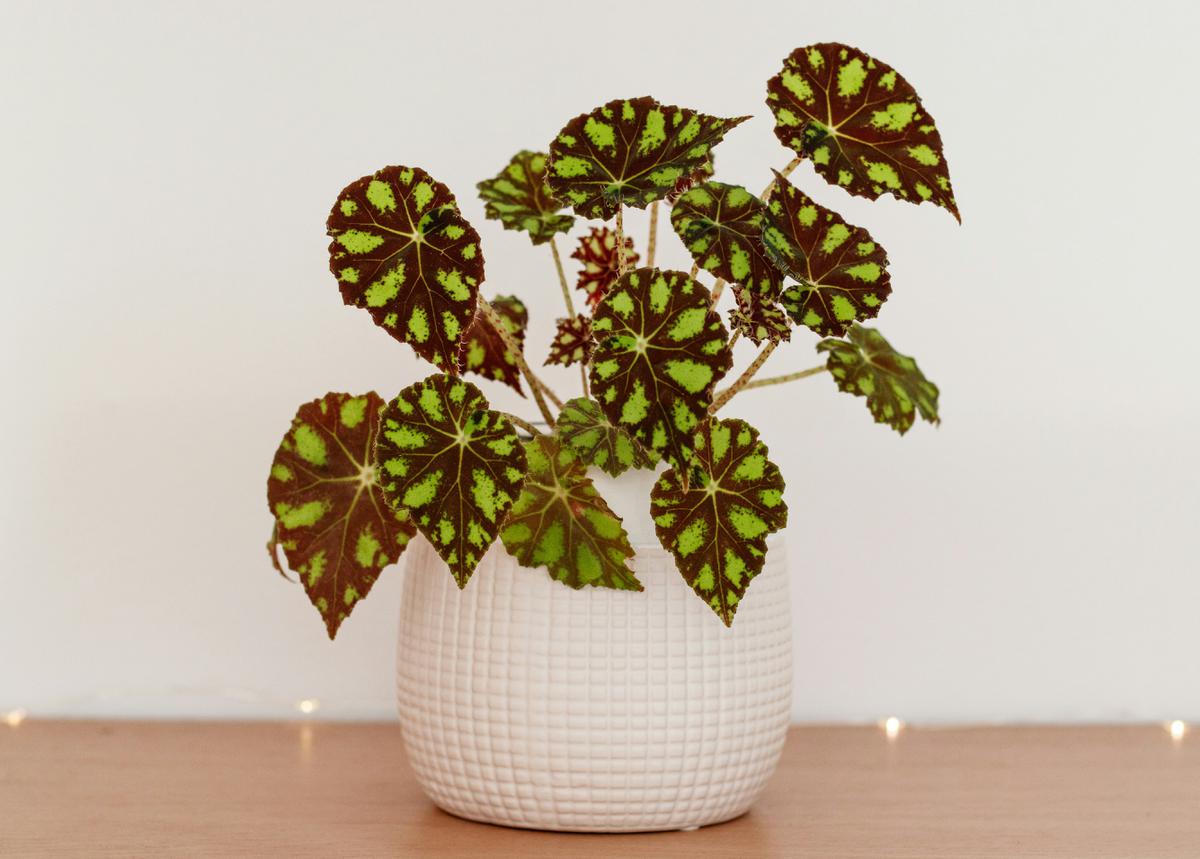 Ilustrasi Bunga Begonia