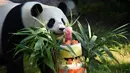 Panda Yuan Meng mencium kue ulang tahunnya di Kebun Binatang Beauval di Saint-Aignan-sur-Cher, Prancis (4/8). Yuan Meng yang lahir di Prancis saat ini telah berumur satu tahun. (AFP Photo/Guillaume Souvant)