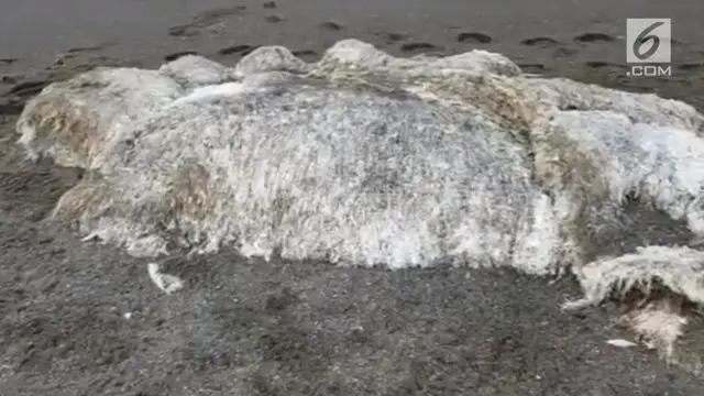 VIDEO: Heboh, Makhluk Raksasa Berbulu Terdampar di Pantai