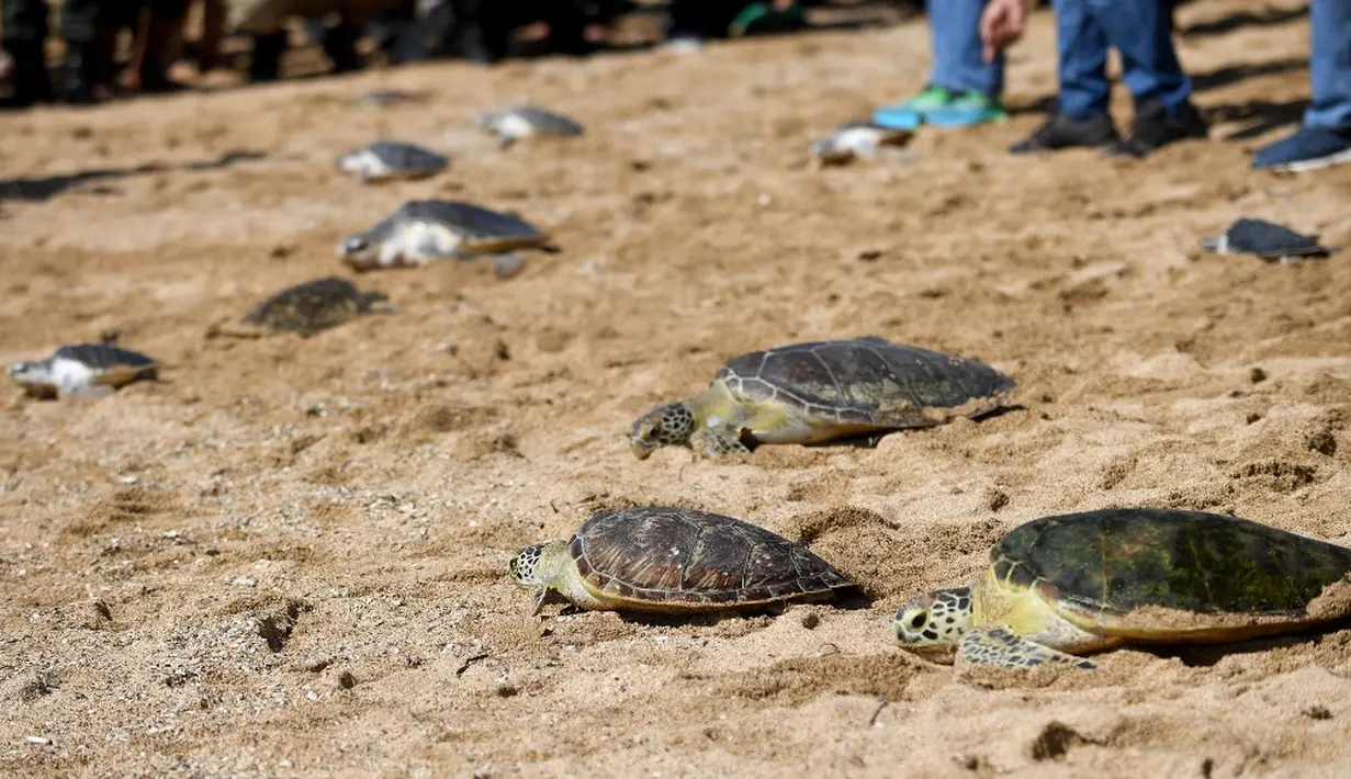 <p>Penyu yang dilepasliarkan terdiri dari 20 penyu lekang (lepidochelys olivacea), tiga penyu sisik (eretmochelys imbricata), dan 41 penyu hijau (chelonia mydas). (SONNY TUMBELAKA/AFP)</p>